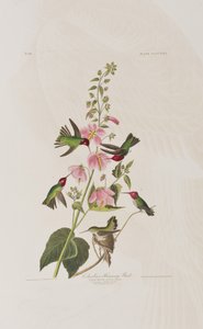 Ilustrace z 