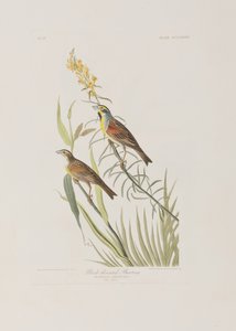 Ilustrace z 