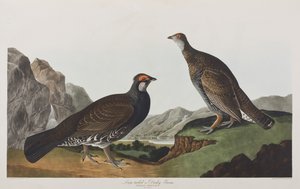 Ilustrace z 