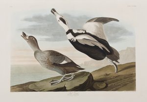 Ilustrace z 