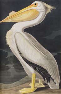 Ilustrace z 