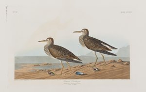 Ilustrace z 