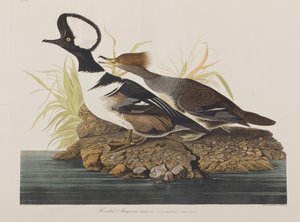 Ilustrace z 