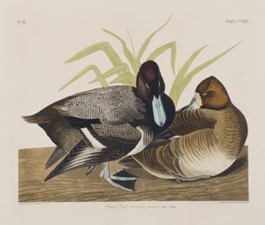 Ilustrace z 