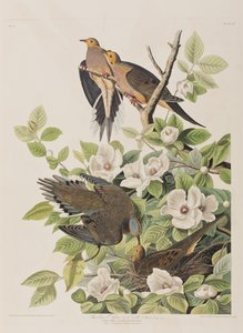 Ilustrace z 