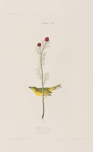 Ilustrace z 