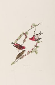 Ilustrace z 