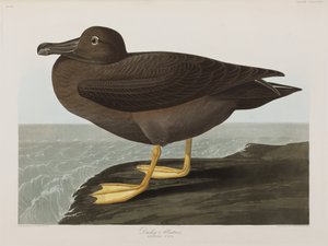 Ilustrace z 
