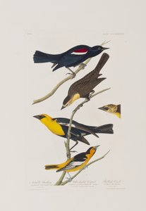 Ilustrace z 