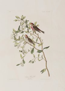 Ilustrace z 