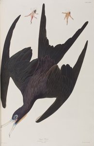 Ilustrace z 