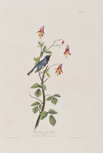 Ilustrace z 