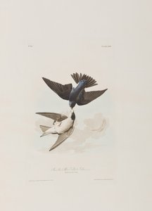 Ilustrace z 