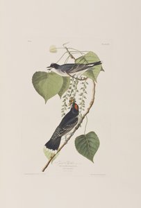 Ilustrace z 