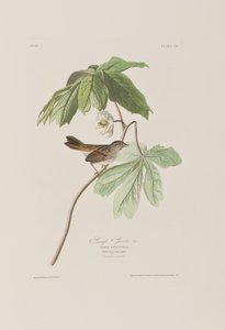 Ilustrace z 
