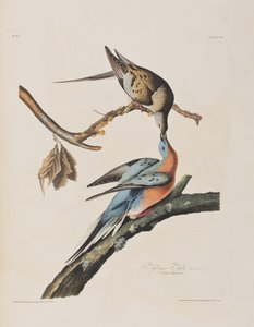 Ilustrace z 