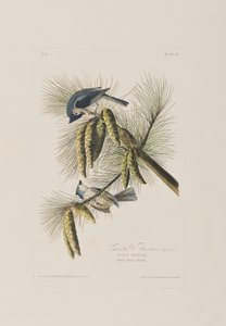 Ilustrace z 