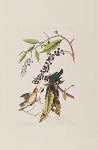 Ilustrace z 