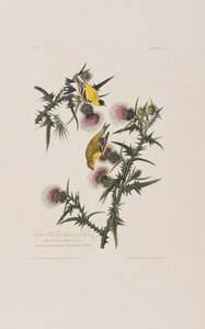 Ilustrace z 