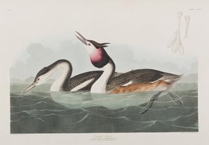 Ilustrace z 