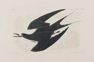 Ilustrace z 