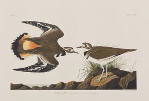 Ilustrace z 