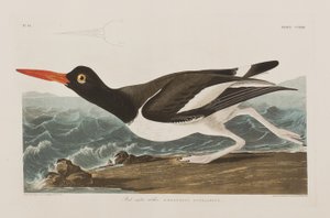 Ilustrace z 