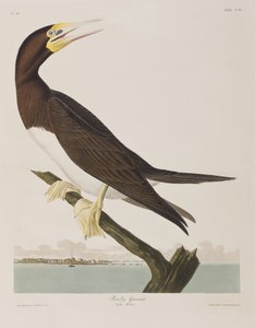 Ilustrace z 