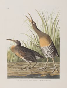 Ilustrace z 