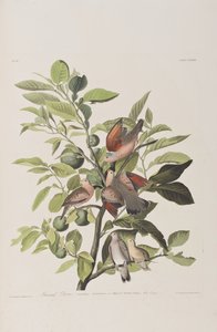 Ilustrace z 