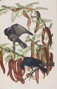 Ilustrace z 