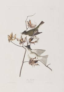 Ilustrace z 