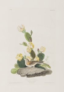 Ilustrace z 