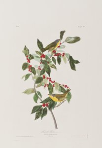Ilustrace z 
