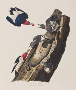 Ilustrace z 