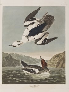 Ilustrace z 