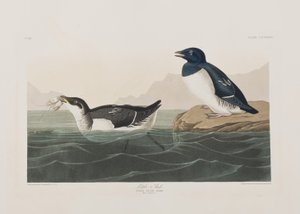 Ilustrace z 
