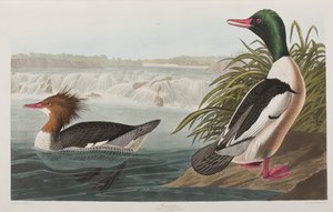 Ilustrace z 