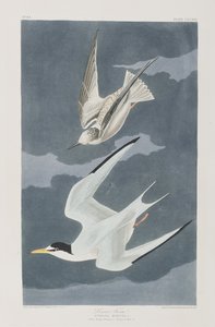Ilustrace z 