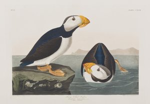 Ilustrace z 