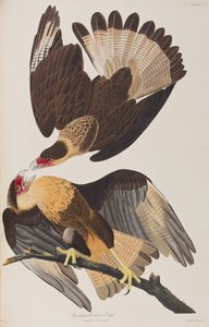 Ilustrace z 