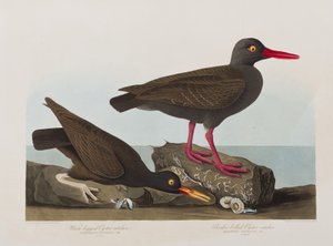 Ilustrace z 
