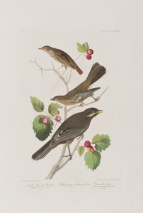 Ilustrace z 