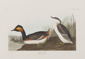 Ilustrace z 