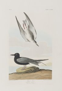 Ilustrace z 