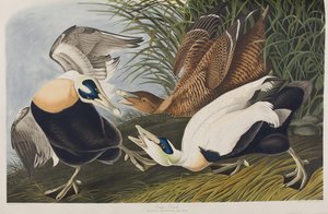 Ilustrace z 