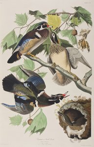 Ilustrace z 