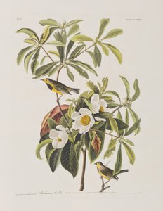 Ilustrace z 