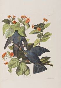 Ilustrace z 