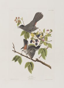 Ilustrace z 